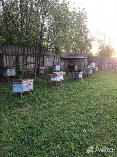 Продам пасеку, пчелопакеты