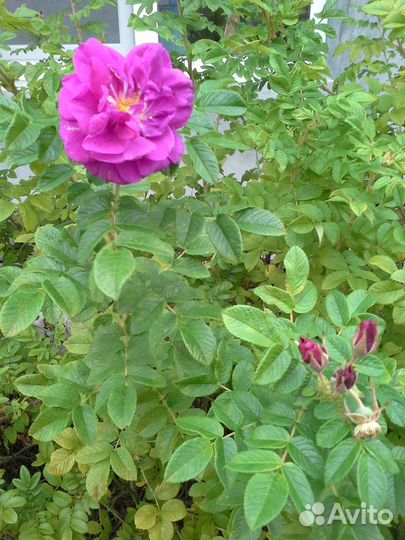 Китайская роза