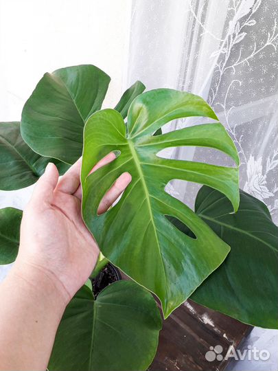 Монстера Доставка