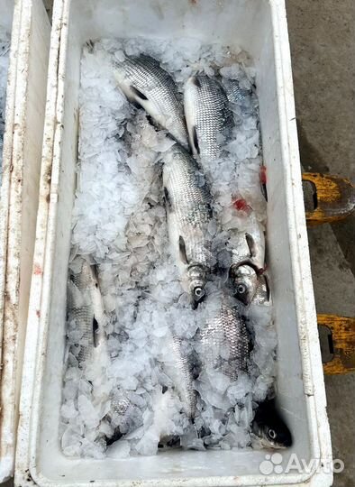 Свежая форель оптом от 20 кг из Карелии