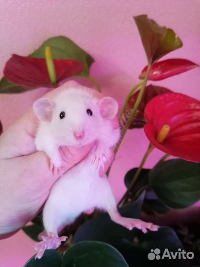 Крысята ручные дамбо, крыса, клетка