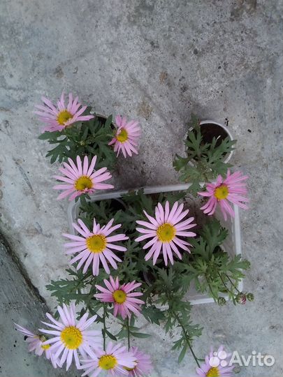 Хризантема зимующая