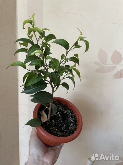 Фикус Бенджамина