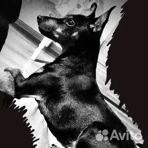 Вязка цвергпинчер