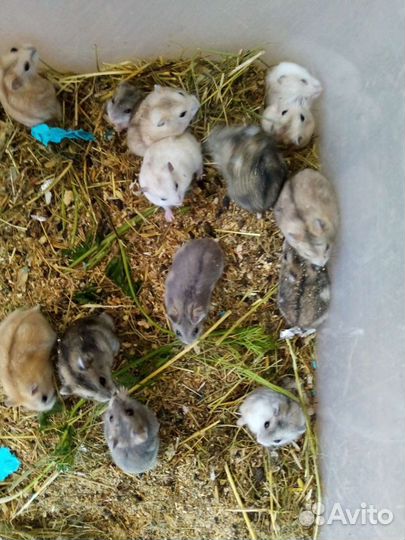 Сирийские и джунгарские хомячки