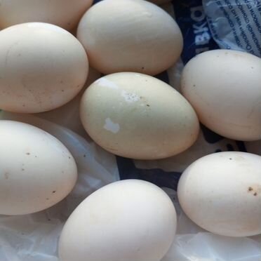 Яйца утиные гусиные инкубационные