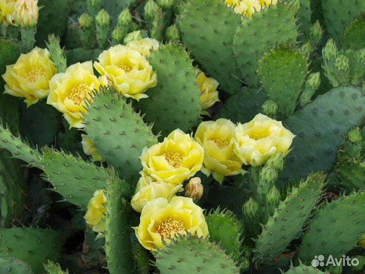 Кактус Опунция