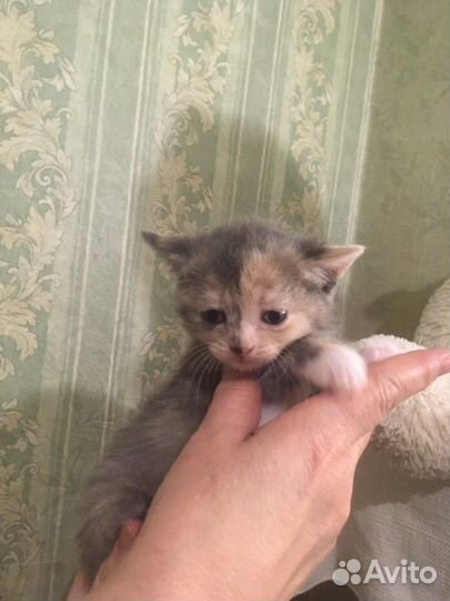 Британские котята
