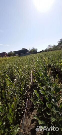 Кизильник блестящий