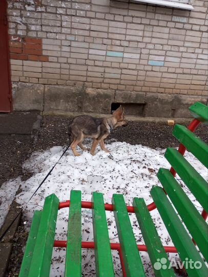 Щенок в добрые руки