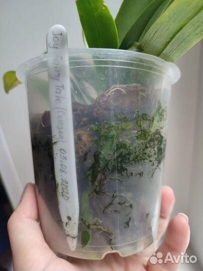 Орхидея Joy Fairy Tale (Сказка)