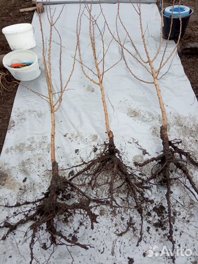 Саженцы абрикос Голд Рич