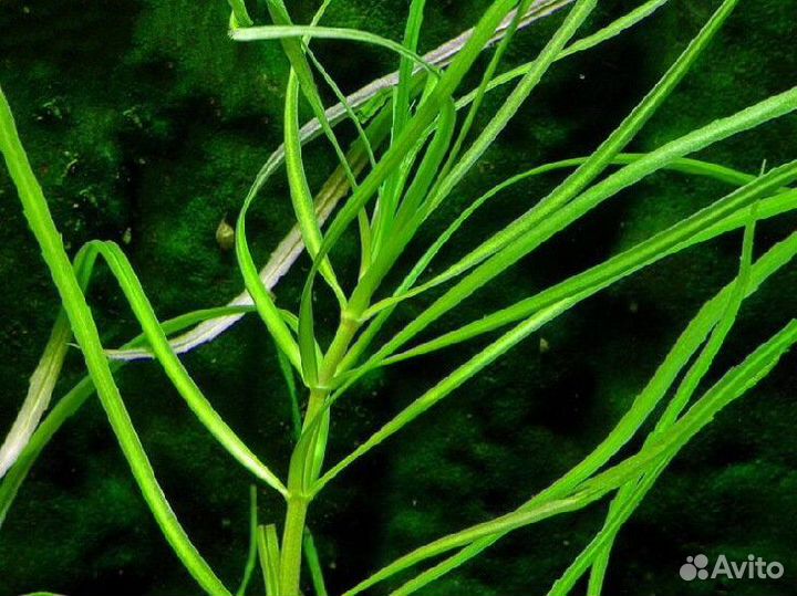 Аквариумные растения