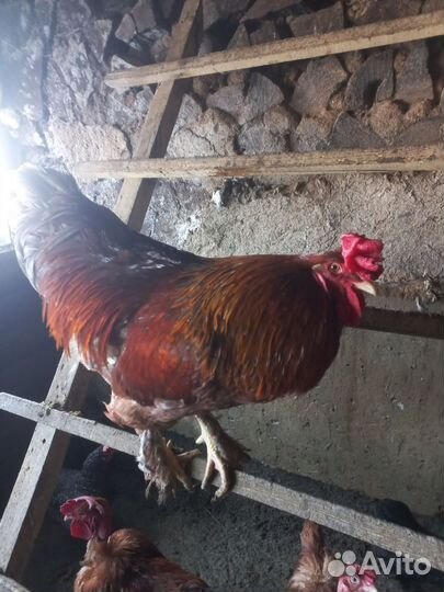 Инкубационное яйцо брама