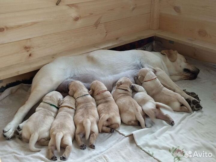 Щенки лабрадора ретривера (возможна доставка)