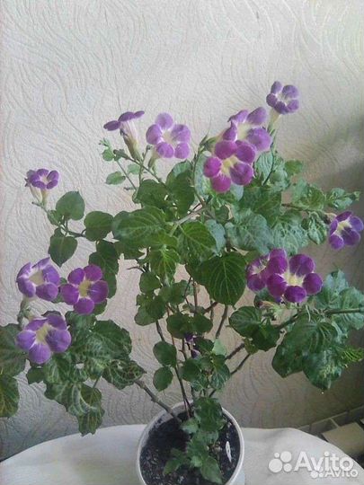 Азистазии сетчатая, вариегатная и обычная