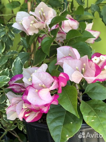 Коллекционные и базовые сорта