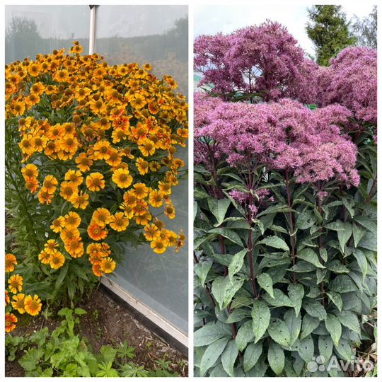 Многолетники для сада цветы