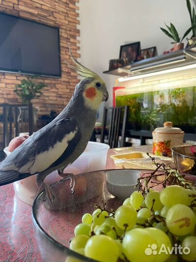 Попугай корелла с клеткой