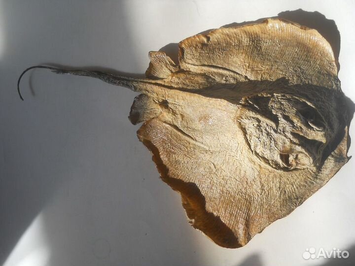 Чучело рыба Скорпена Огономал Скат фугу и др