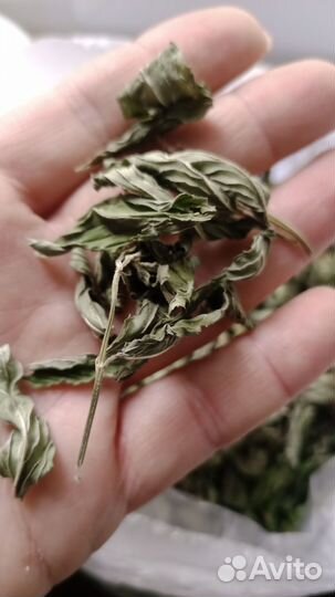 Мята сушеная, свежая, и саженцы