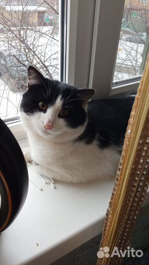 Феликс ищет дом