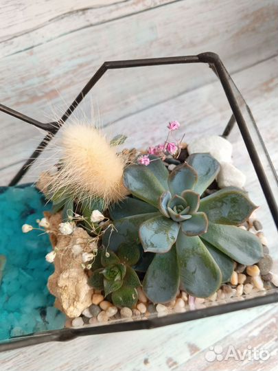 Флорариум в наличии