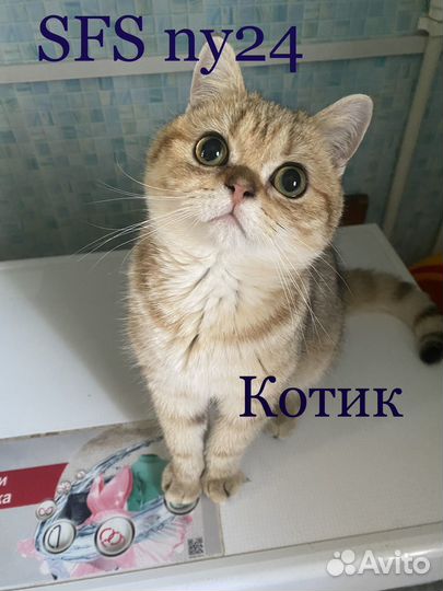 Шотландский котик