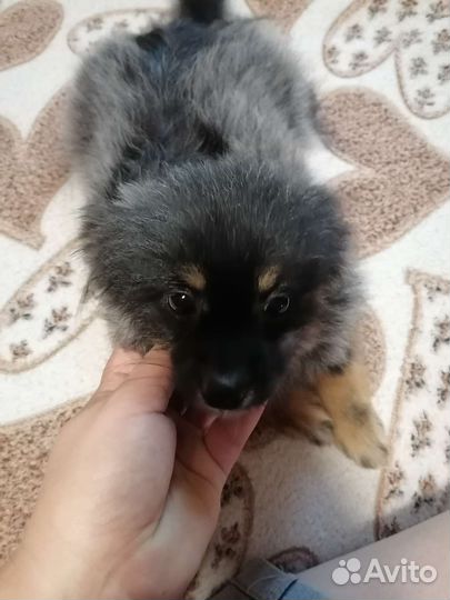 Щенок немецкий шпиц