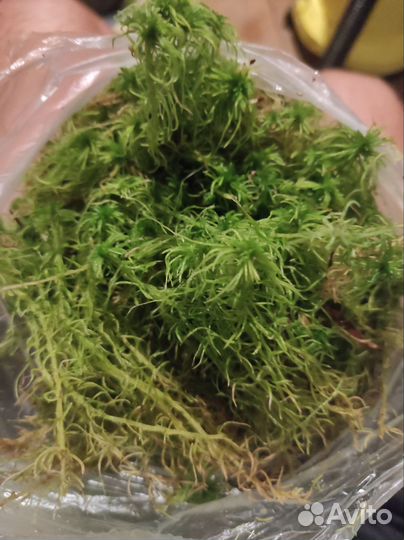 Мох сфагнум 20 литров