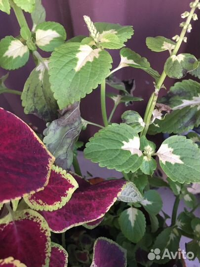 Толстянка,колеусы,бегония,герарь