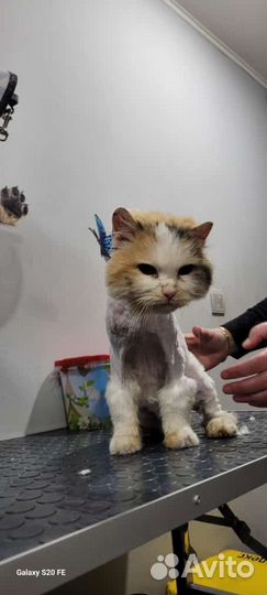 Кошечка в добрые руки