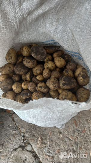 Мешок картошки мелочь