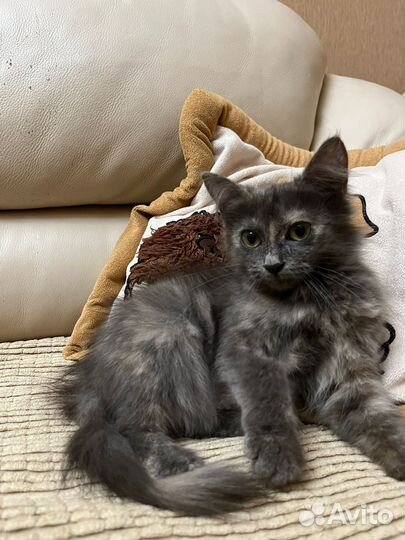 Отдам котенка в добрые руки