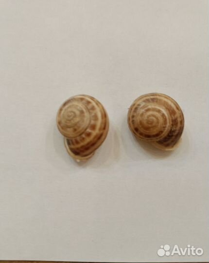 Ракушки с чёрного моря