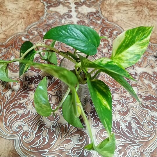 Комнатные цветы