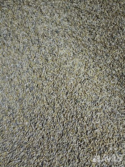 Овёс, ячмень, пшеница