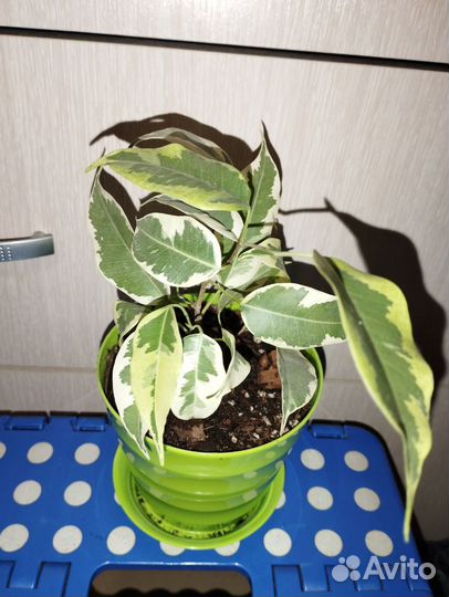 Фикусы, аспидистра, пеперомии, крассула