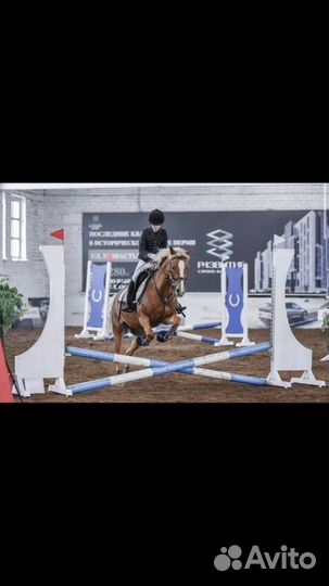 Продажа лошади