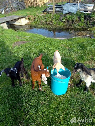 Англонубийские козлята 3 месяца