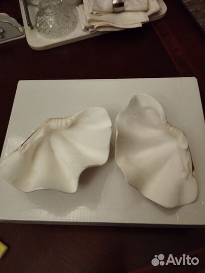 Ракушка 2 створки, большая, морская