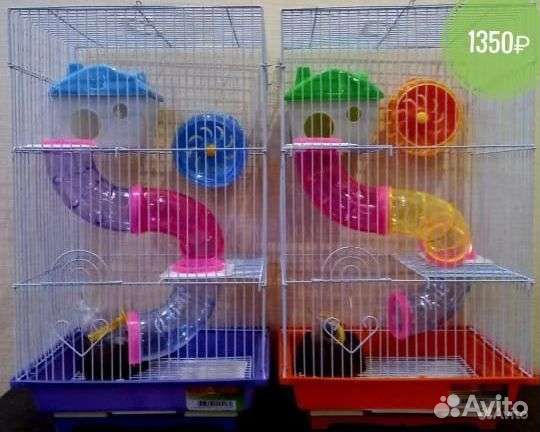 Хомяки-разноцветные окрасы