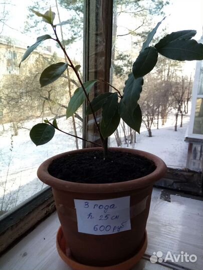 Лавр благородный