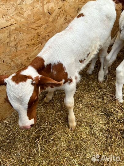 Телята доставка с выбором