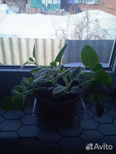 Комнатные цветы