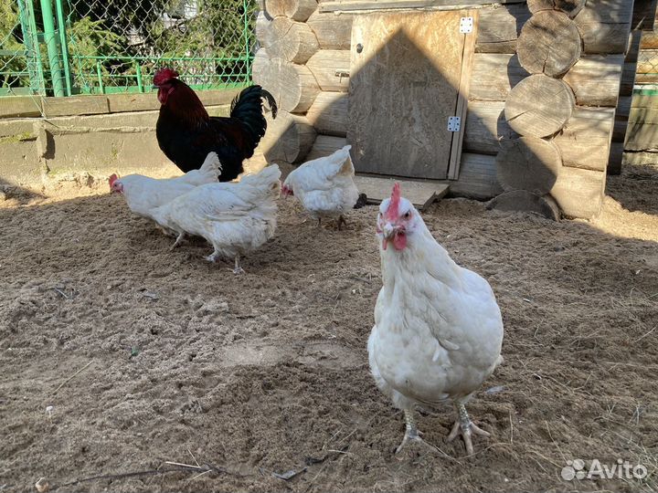 Петушок и четыре курочки-семья