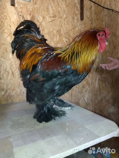 Петух породы Брама куропатчатая