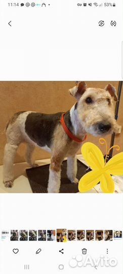 Ветеринарный врач на дом,уколы