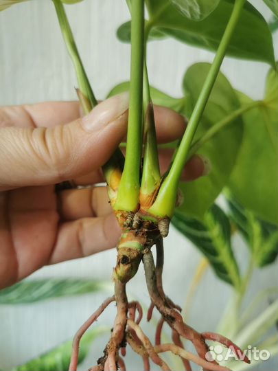 Антуриум Пурпул харт