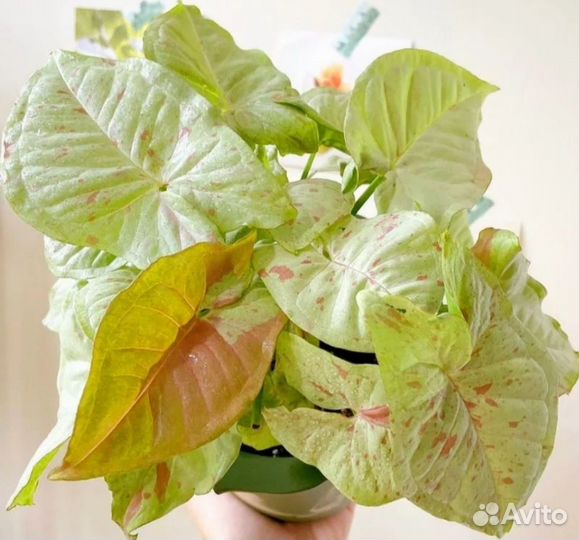 Сингониумы сортовые